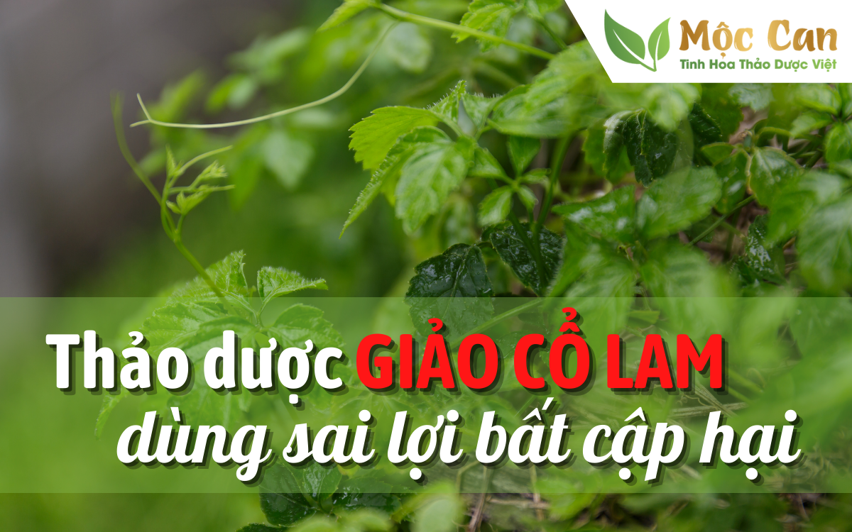 Thảo dược Giảo cổ lam, dùng sai lợi bất cập hại 1